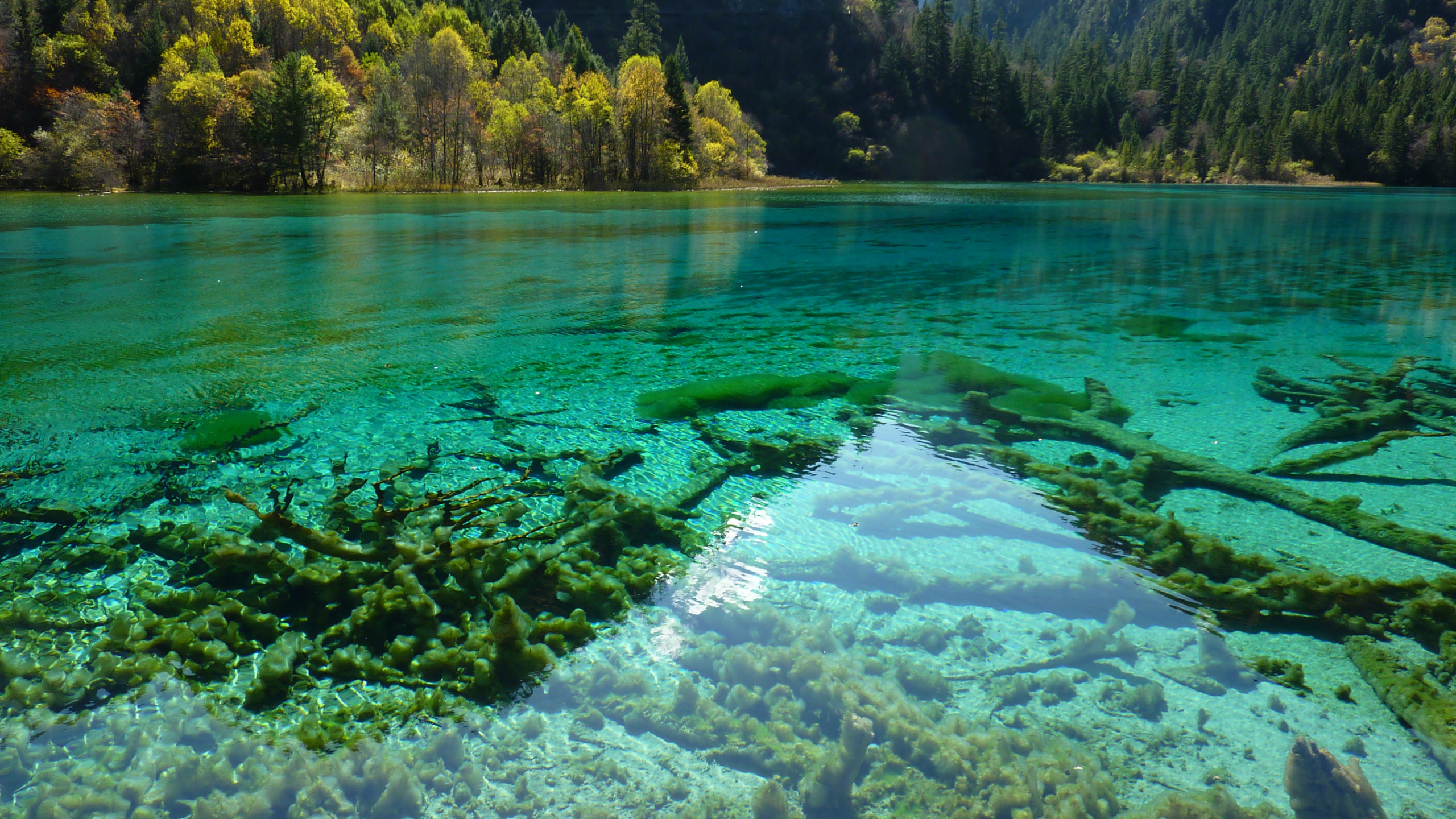 Green Trees Beside Body of Water During Daytime. Wallpaper in 2560x1440 Resolution