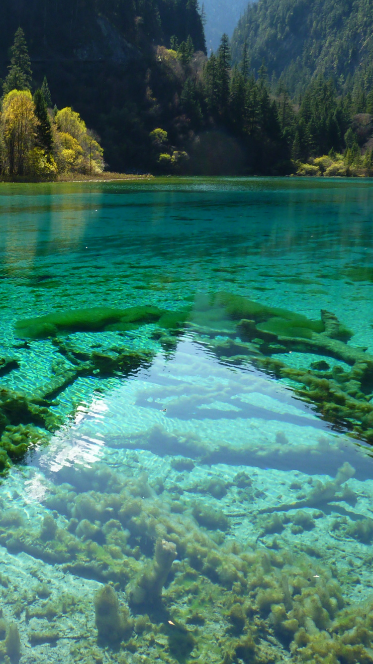 Green Trees Beside Body of Water During Daytime. Wallpaper in 750x1334 Resolution