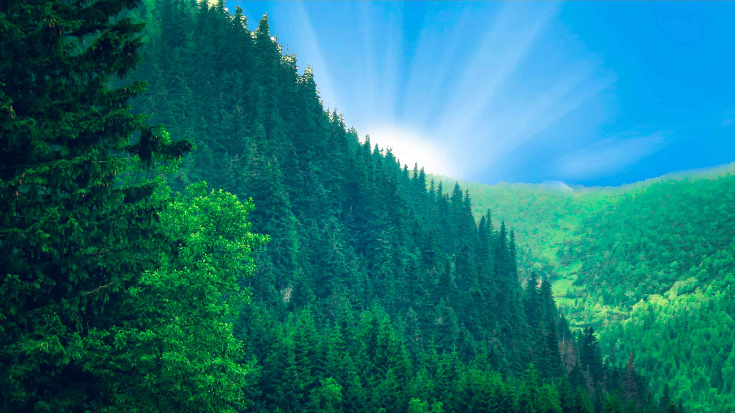 Green Trees Under Blue Sky During Daytime. Wallpaper in 2560x1440 Resolution