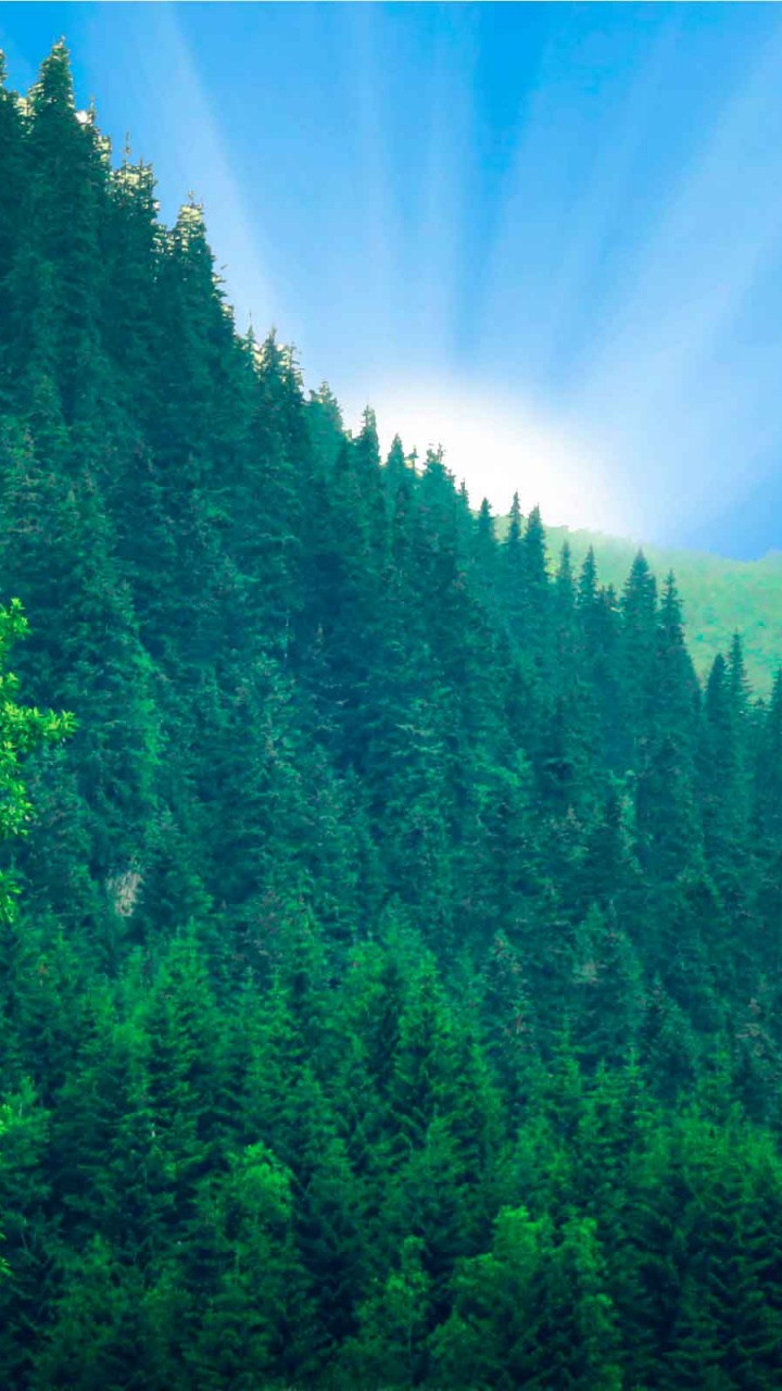 Tagsüber Grüne Bäume Unter Blauem Himmel. Wallpaper in 720x1280 Resolution