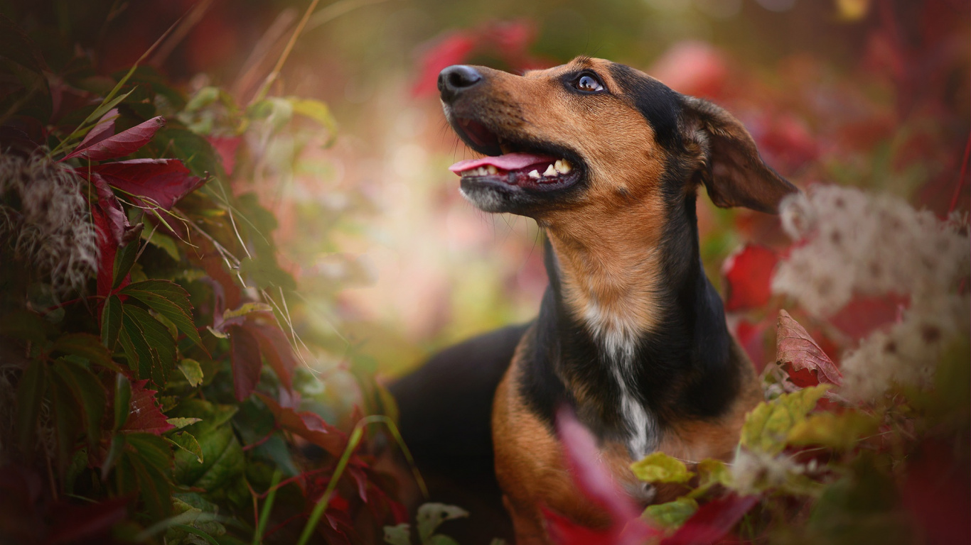 Schwarz-brauner, Kurzhaariger Hund Auf Grünem Gras Tagsüber. Wallpaper in 1366x768 Resolution