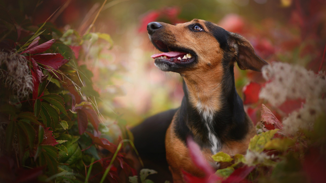 Chien à Poil Court Noir et Brun Sur L'herbe Verte Pendant la Journée. Wallpaper in 1280x720 Resolution