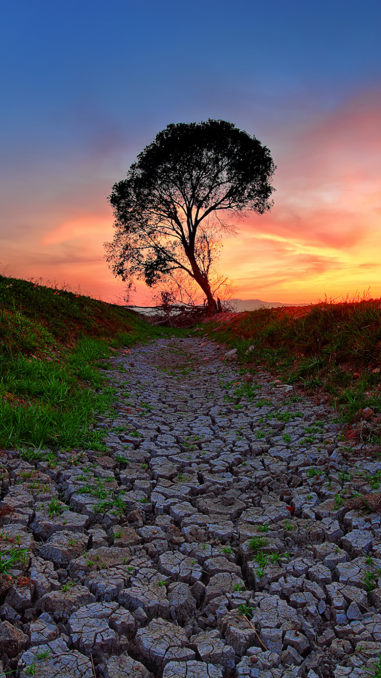 Green Grass and Tree During Sunset. Wallpaper in 750x1334 Resolution