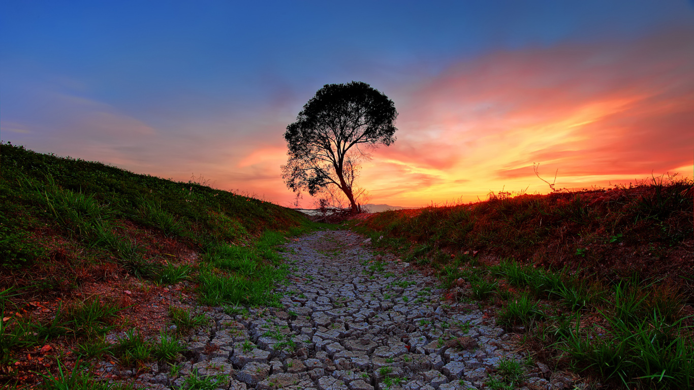 Grünes Gras Und Baum Bei Sonnenuntergang. Wallpaper in 1366x768 Resolution