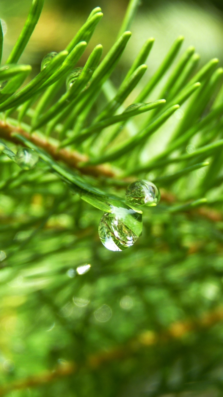 Water Dew on Green Plant Stem. Wallpaper in 750x1334 Resolution