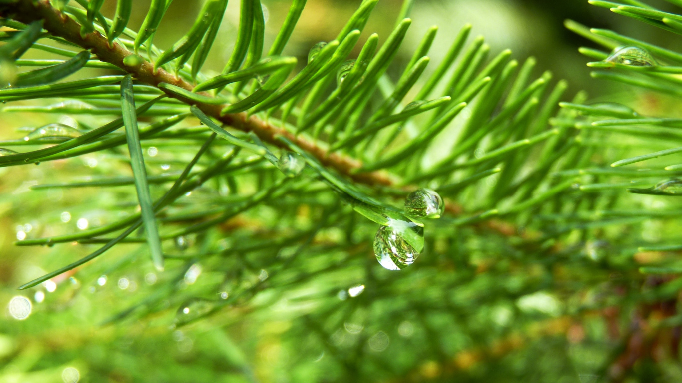 Rosée de L'eau Sur la Tige de la Plante Verte. Wallpaper in 1366x768 Resolution