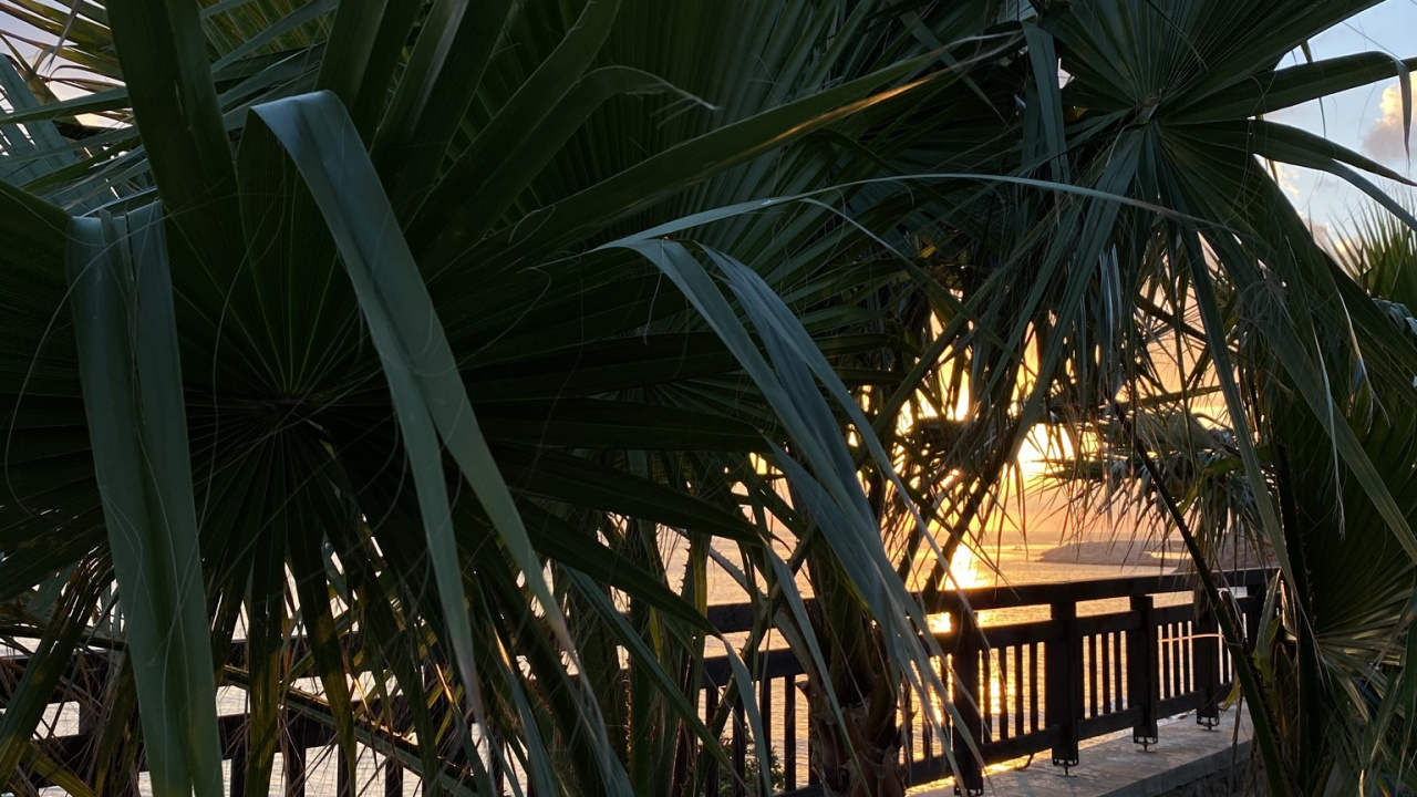 科学, 生物学, 阴凉处, 人体内的水, 植被 壁纸 1280x720 允许