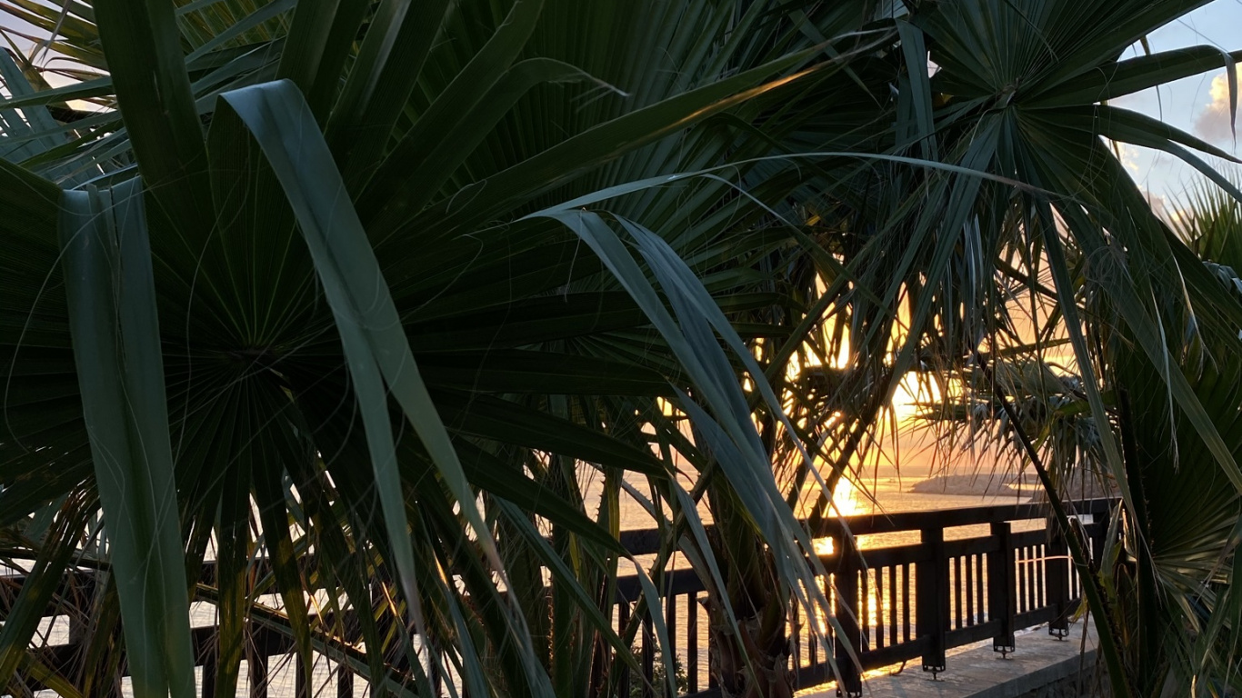 Sciences, Biologie, Feuille, Botanique, Corps de L'eau. Wallpaper in 1366x768 Resolution