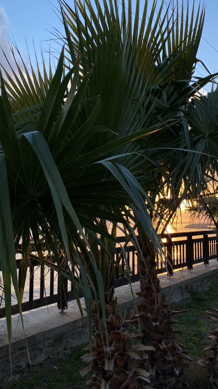 Sciences, Biologie, Feuille, Botanique, Corps de L'eau. Wallpaper in 750x1334 Resolution