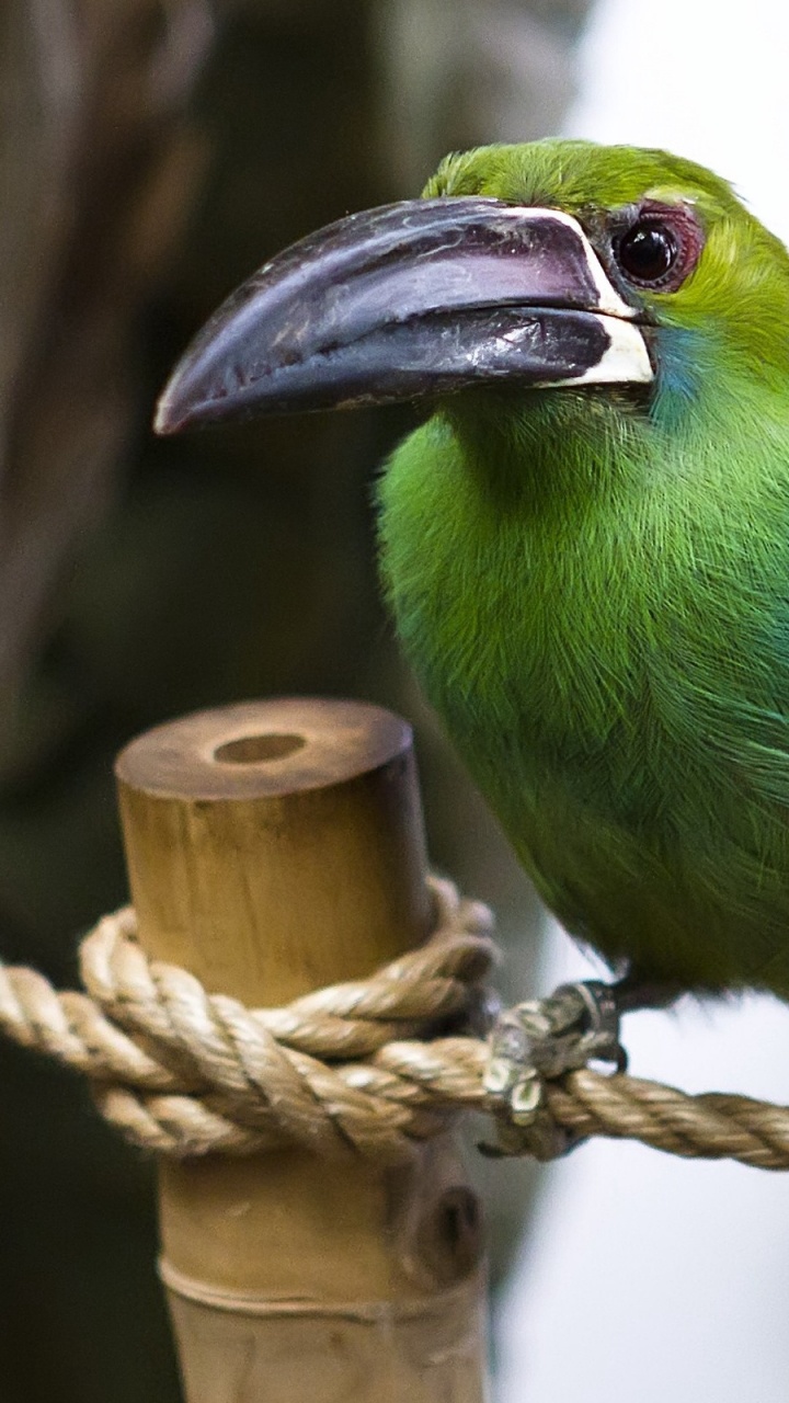Green Bird on Brown Rope. Wallpaper in 720x1280 Resolution