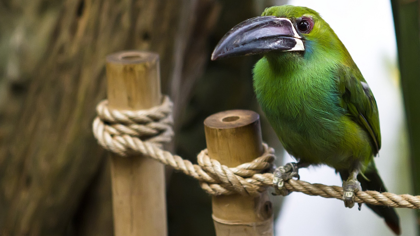 Oiseau Vert Sur Corde Marron. Wallpaper in 1366x768 Resolution
