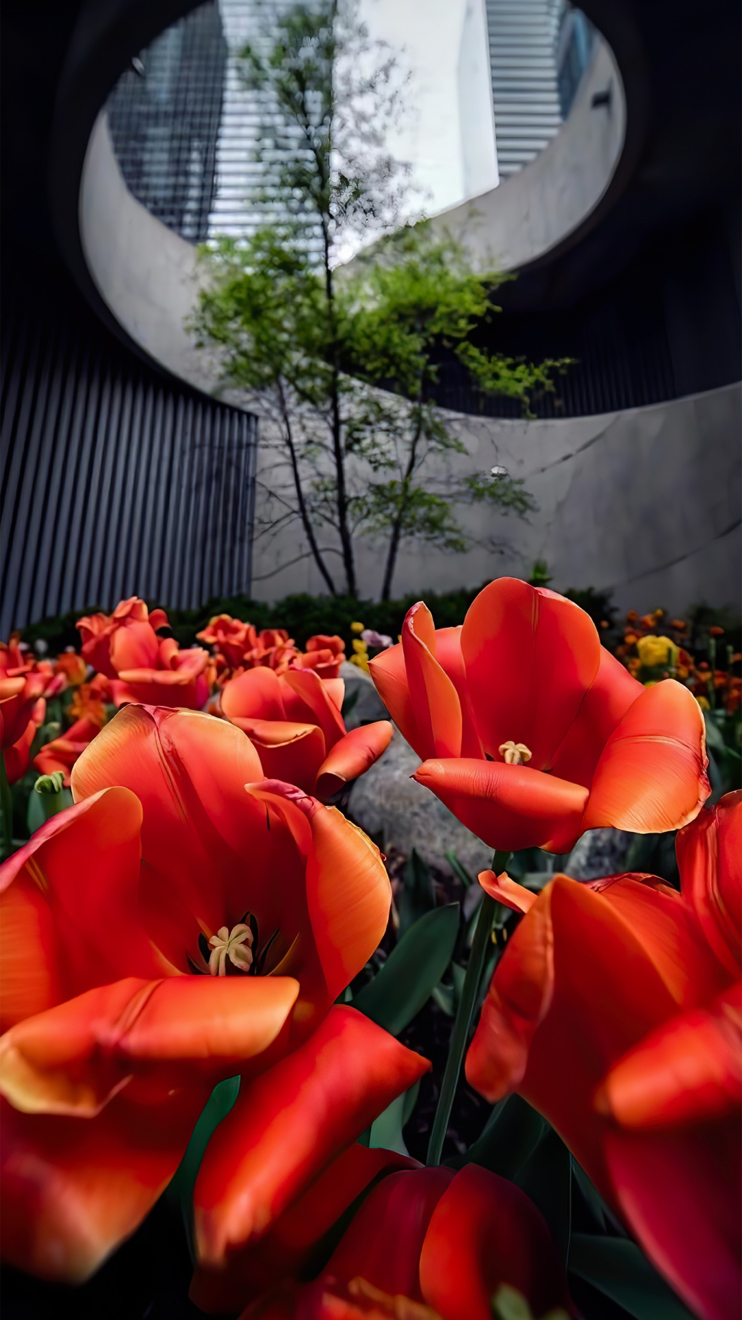 橙色, 花安排, 年度工厂, 显花植物 壁纸 1080x1920 允许