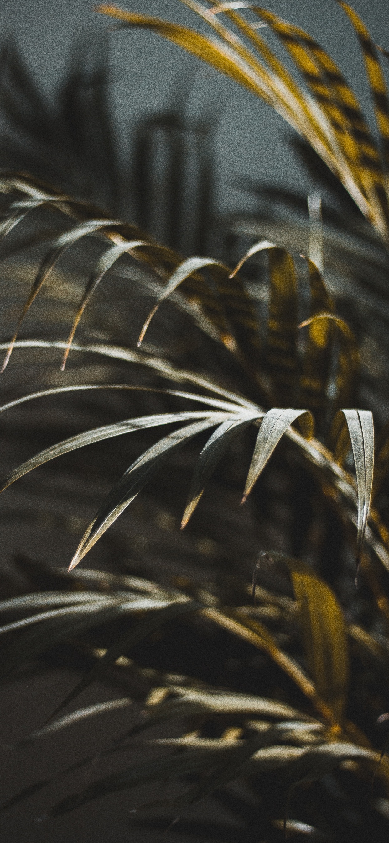 陆地上的植物, Arecales, 工厂 壁纸 1242x2688 允许