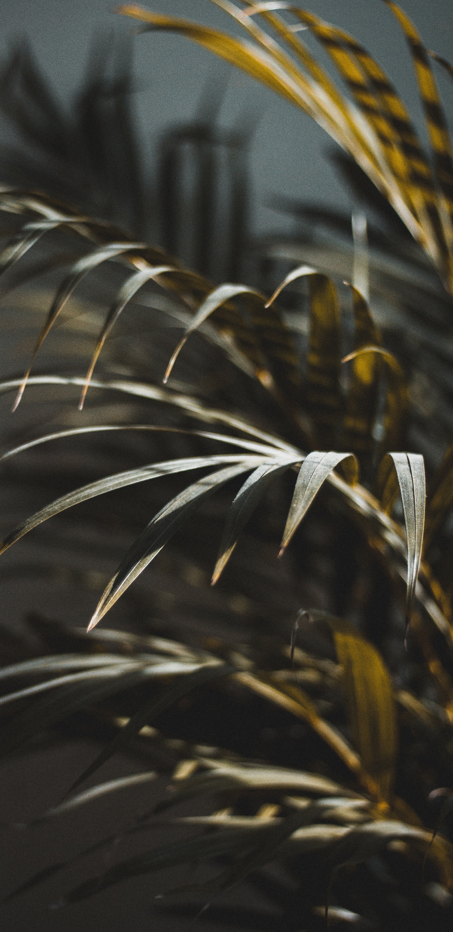 陆地上的植物, Arecales, 工厂 壁纸 1440x2960 允许