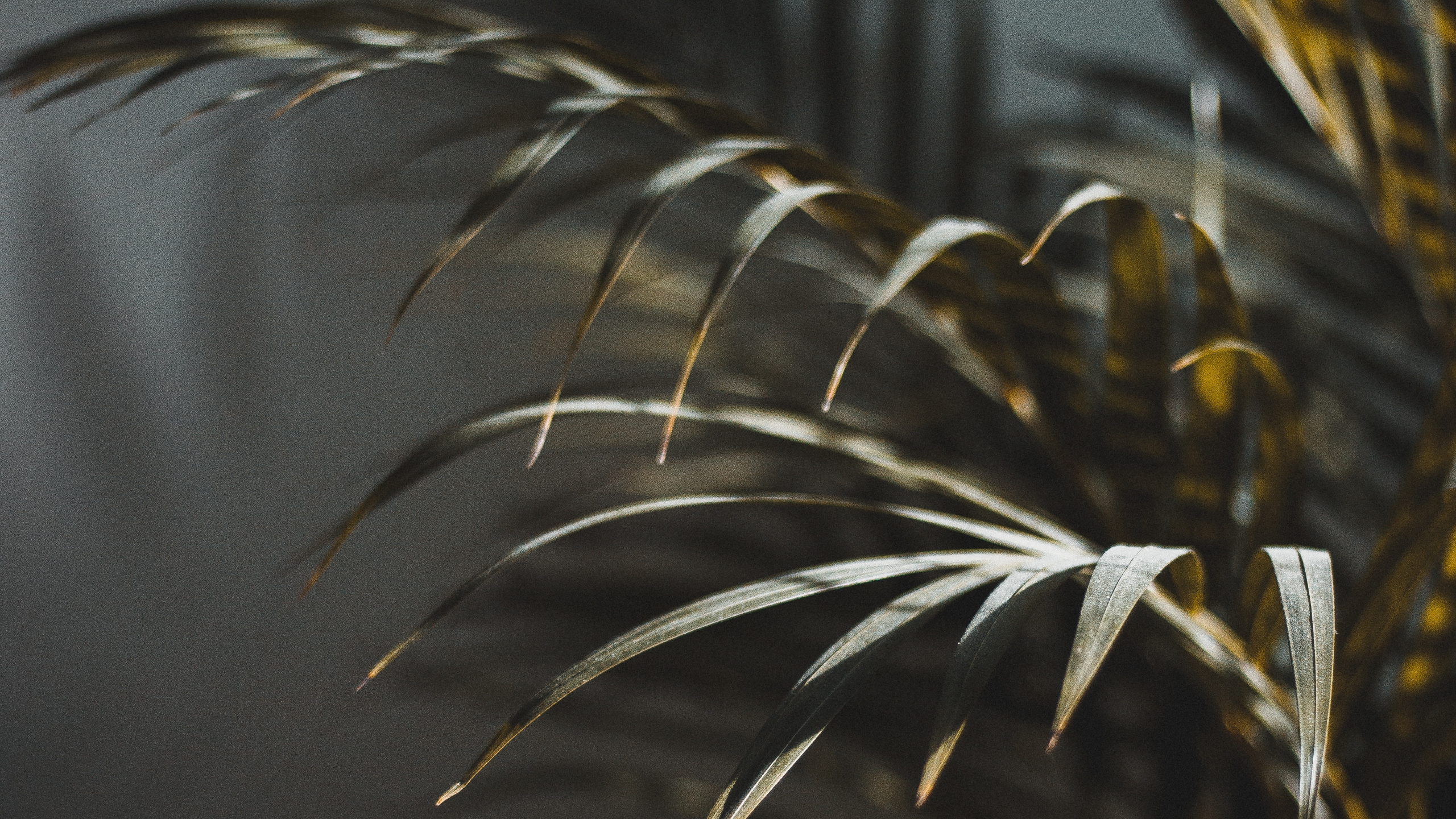 陆地上的植物, Arecales, 工厂 壁纸 2560x1440 允许