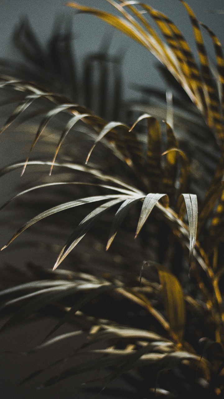 陆地上的植物, Arecales, 工厂 壁纸 720x1280 允许