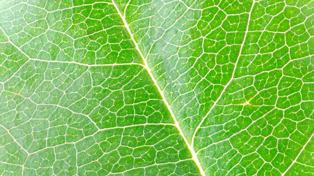 Hoja Verde en Fotografía de Cerca. Wallpaper in 1280x720 Resolution