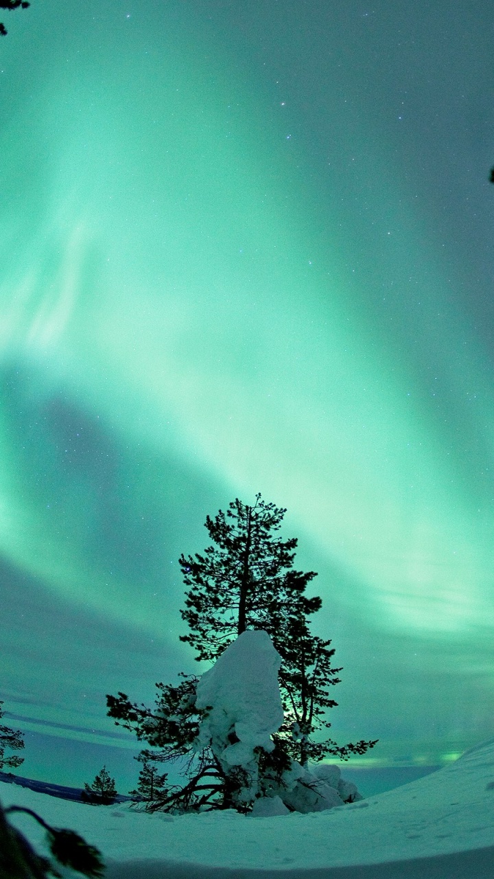 Green Trees on Snow Covered Ground Under Blue Sky. Wallpaper in 720x1280 Resolution