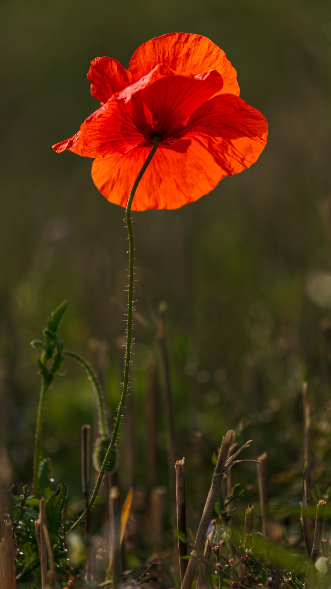 Coquelicot Rouge en Fleurs Pendant la Journée. Wallpaper in 1080x1920 Resolution