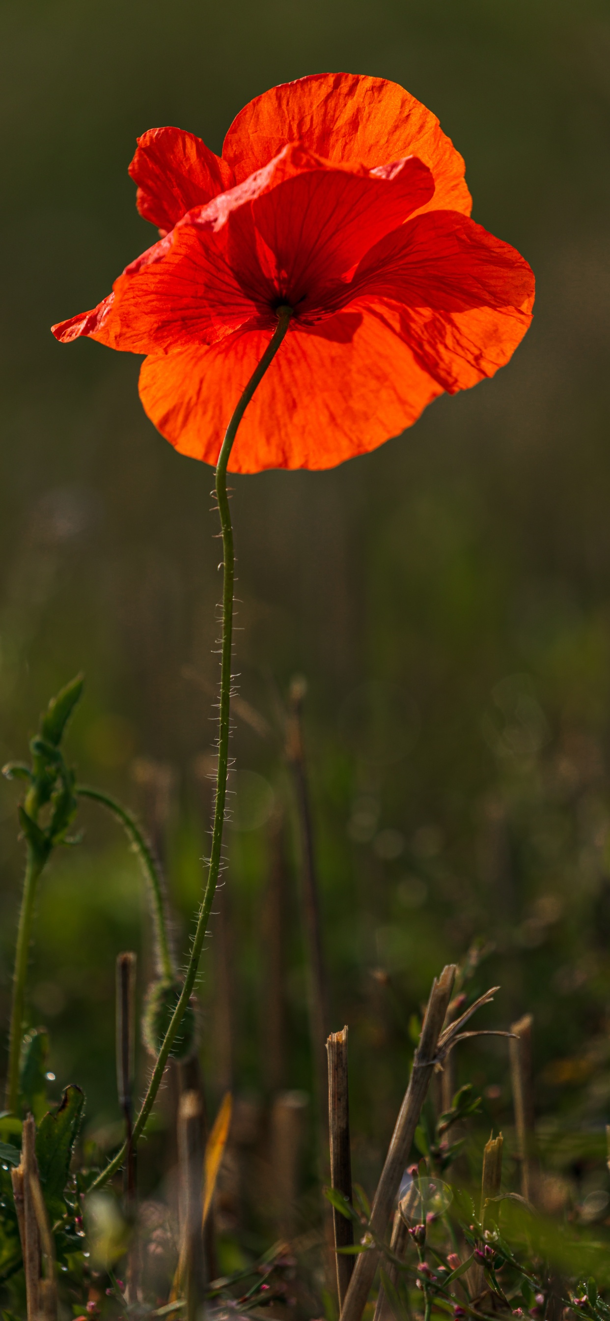 Coquelicot Rouge en Fleurs Pendant la Journée. Wallpaper in 1242x2688 Resolution