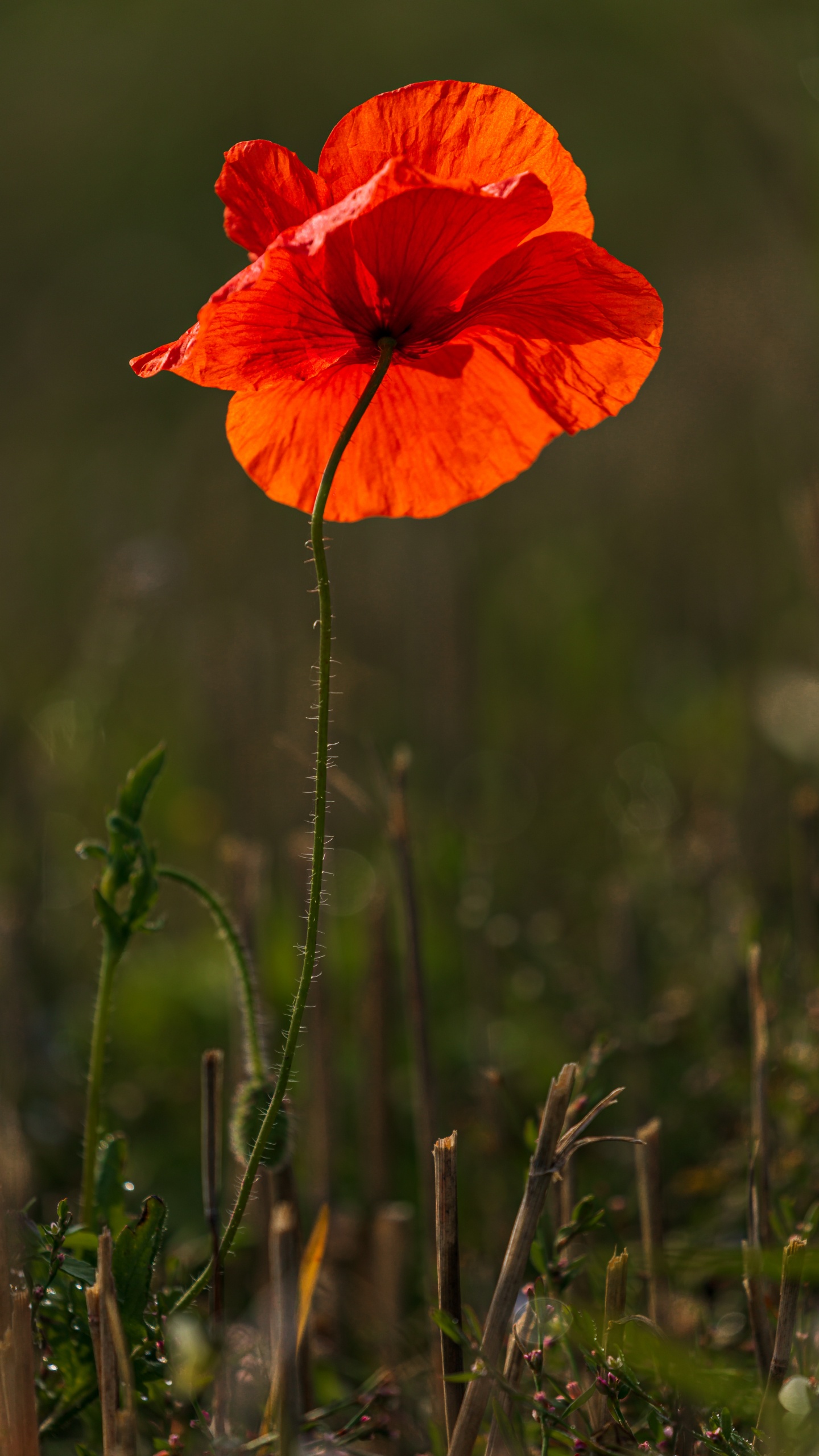 Red Poppy in Bloom During Daytime. Wallpaper in 1440x2560 Resolution