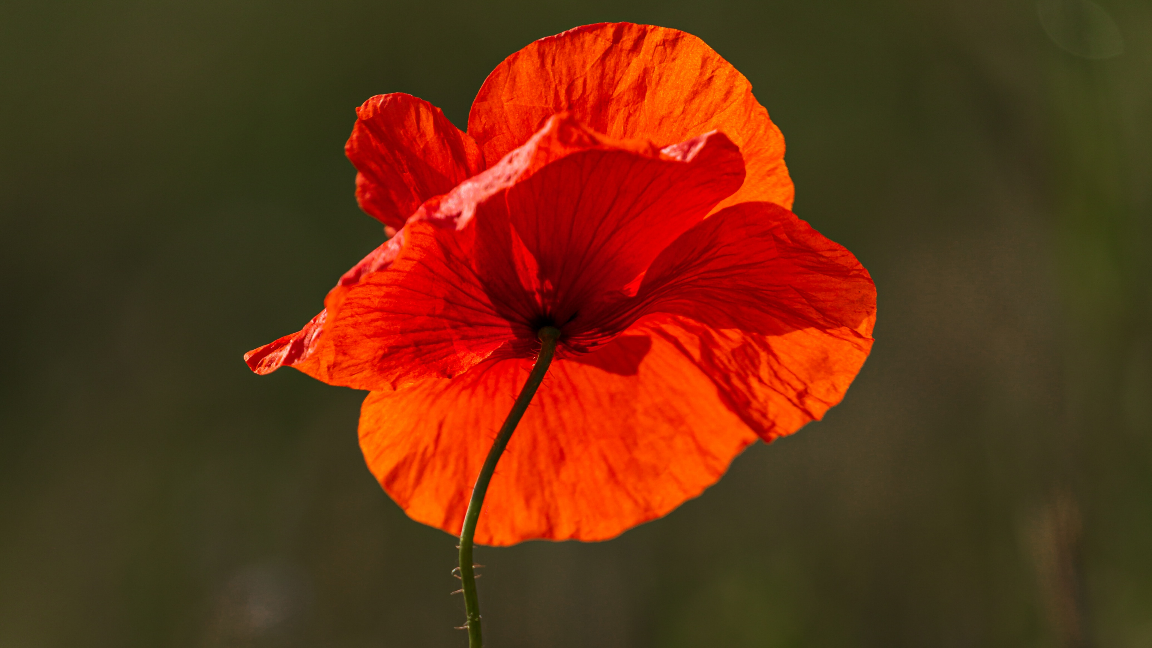 Red Poppy in Bloom During Daytime. Wallpaper in 3840x2160 Resolution