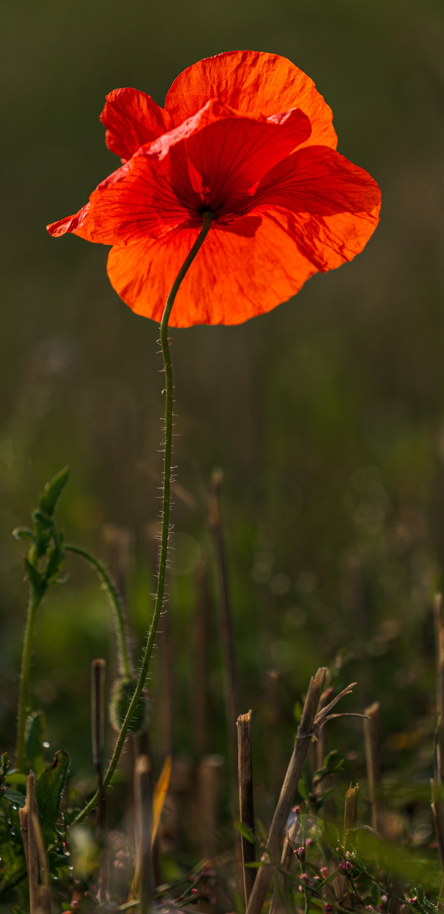 Roter Mohn Blüht Tagsüber. Wallpaper in 1440x2960 Resolution