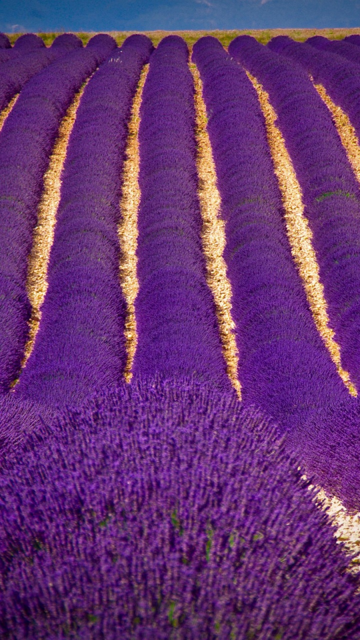 Morado, Agricultura, Violeta, la Cubierta Vegetal. Wallpaper in 720x1280 Resolution