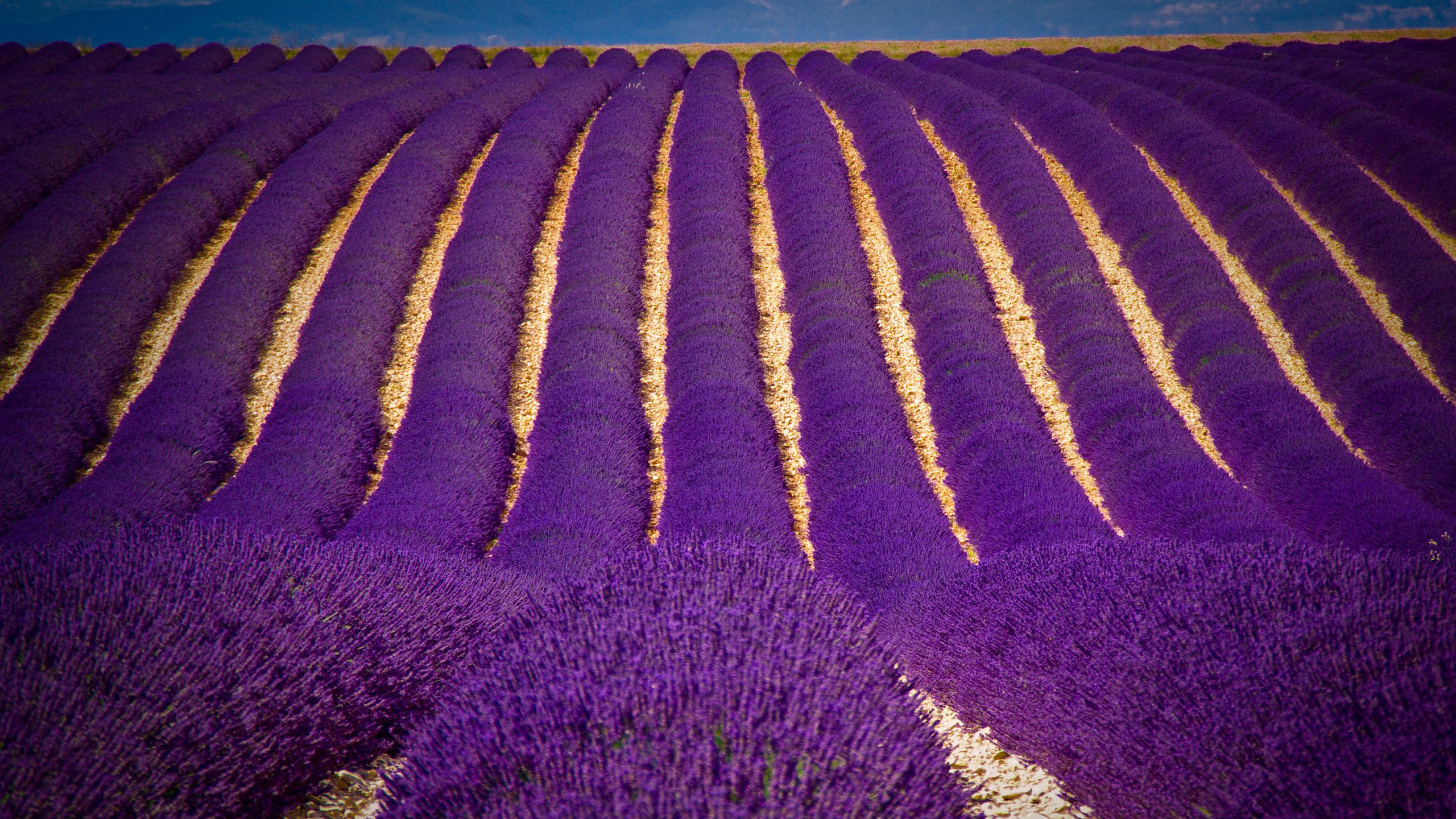 Purpur, Baum, Landwirtschaft, Veilchen, Bodendecker. Wallpaper in 2560x1440 Resolution