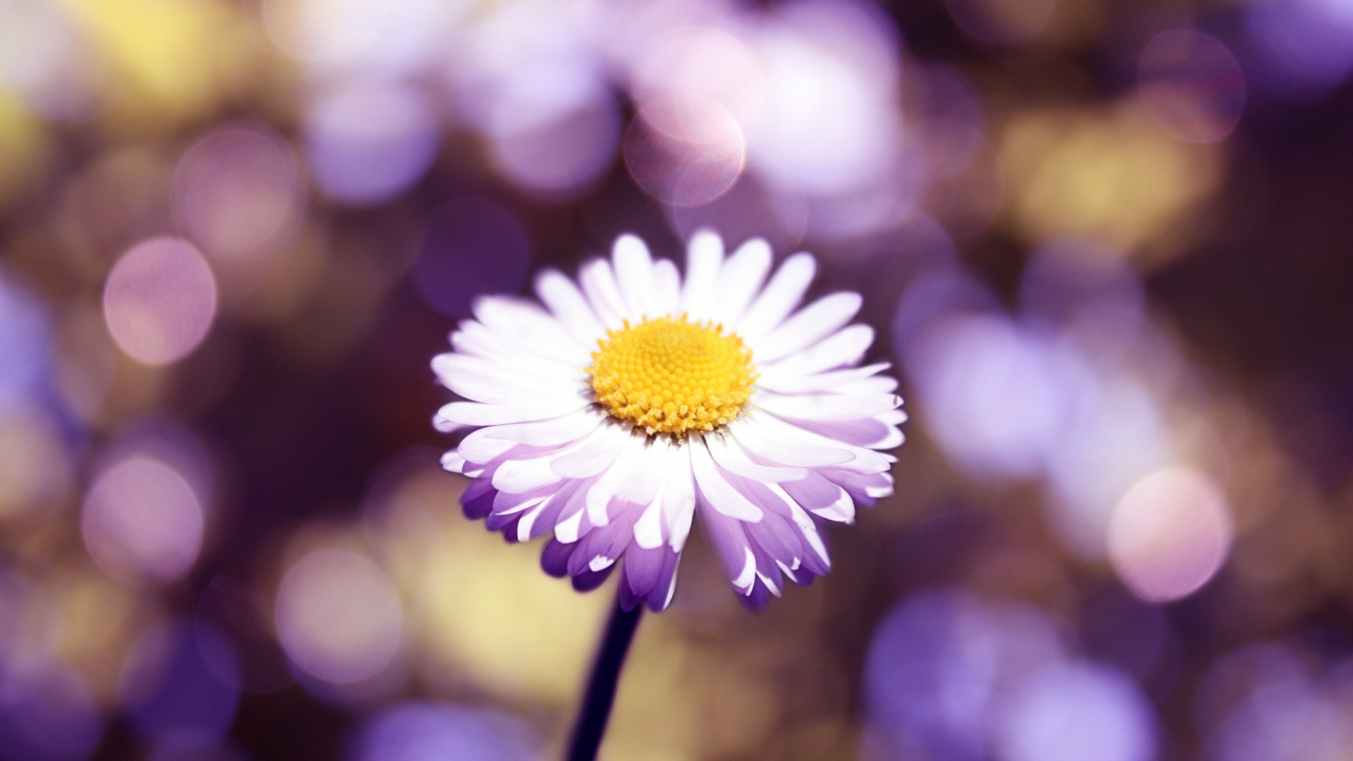 White and Yellow Daisy in Bloom During Daytime. Wallpaper in 1920x1080 Resolution