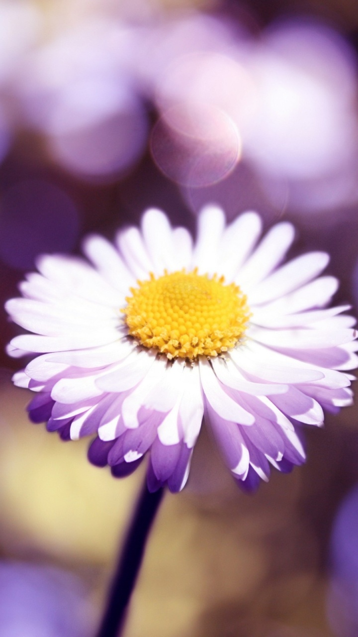 Marguerite Blanche et Jaune en Fleurs Pendant la Journée. Wallpaper in 720x1280 Resolution
