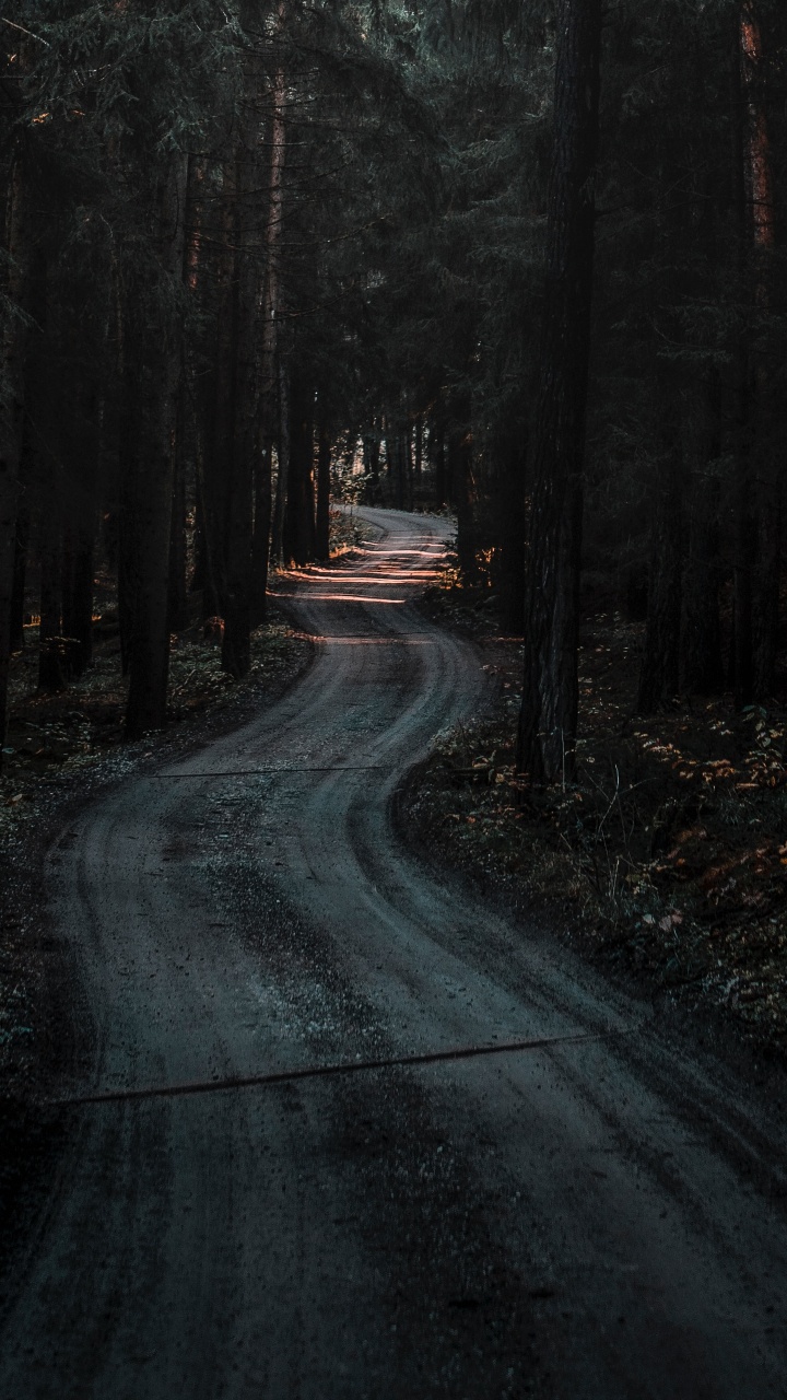 Forêt, Nature, Les Forêts de Conifères Tempérées, Lumière, Paysage Naturel. Wallpaper in 720x1280 Resolution