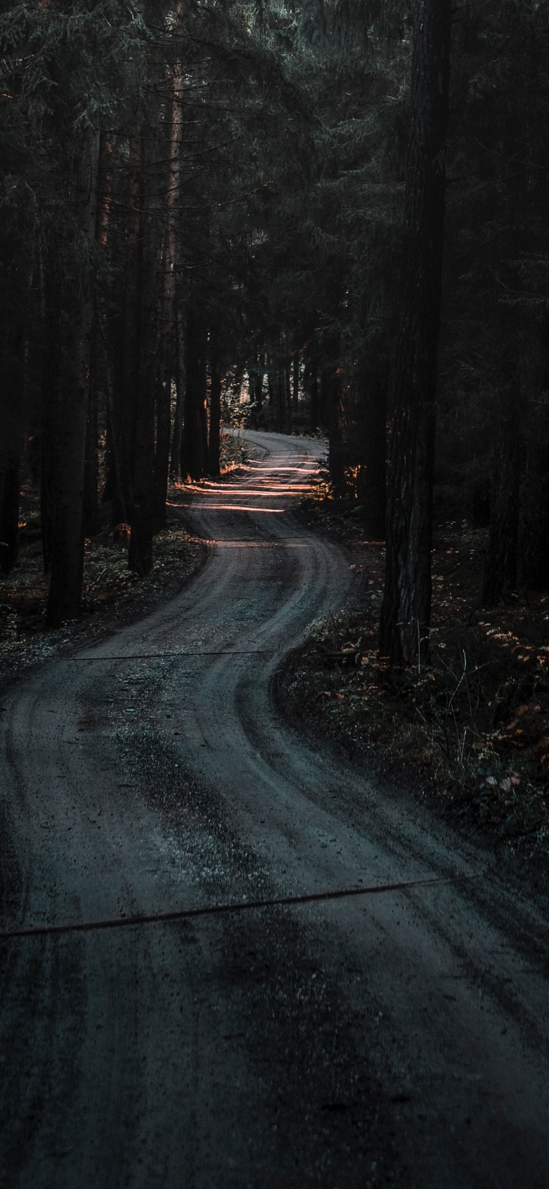 Sonnenlicht, Wald, Natur, Gemäßigten Nadelwald, Licht. Wallpaper in 1125x2436 Resolution