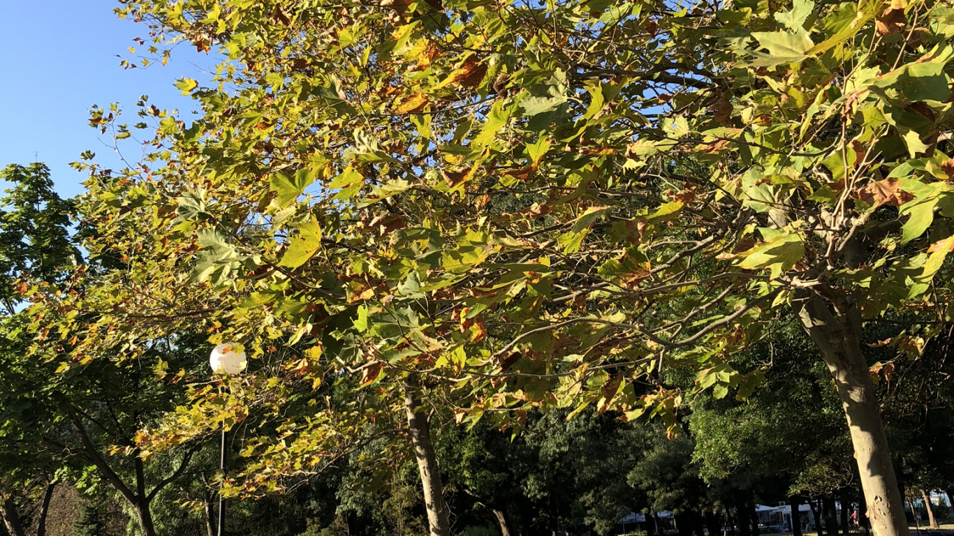 Flora, Leaf, Science, Bench, Branch. Wallpaper in 1366x768 Resolution