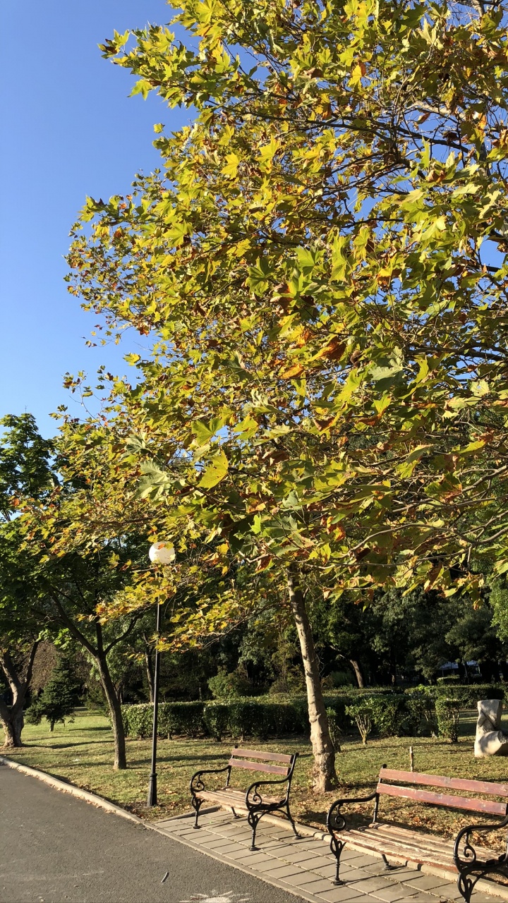 菌群, 科学, 板凳, 落叶, 外家具 壁纸 720x1280 允许