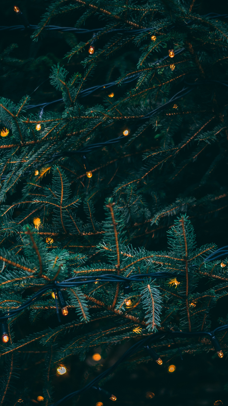 Christmas Day, Christmas Lights, Water, Turquoise, Pattern. Wallpaper in 750x1334 Resolution