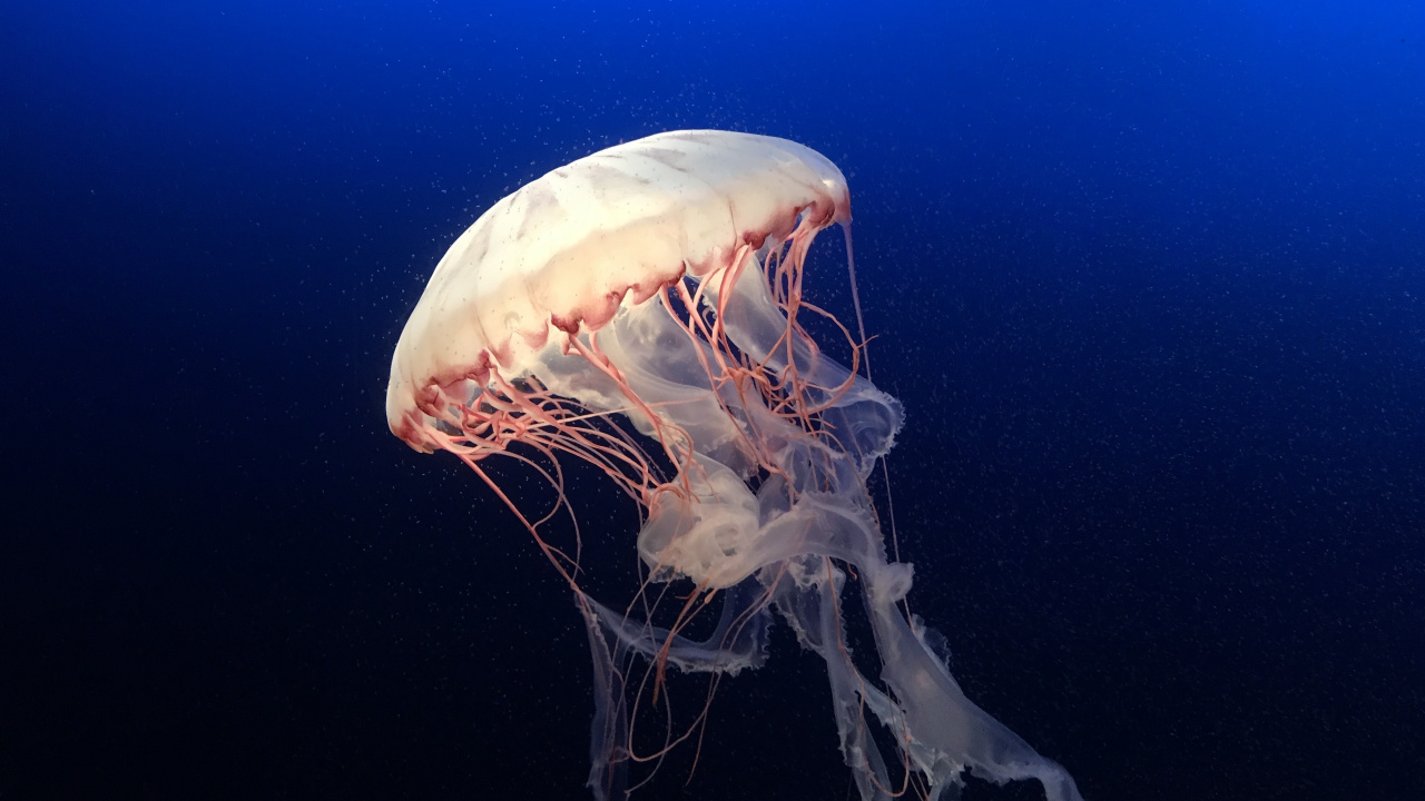 White Jellyfish in Blue Water. Wallpaper in 1280x720 Resolution