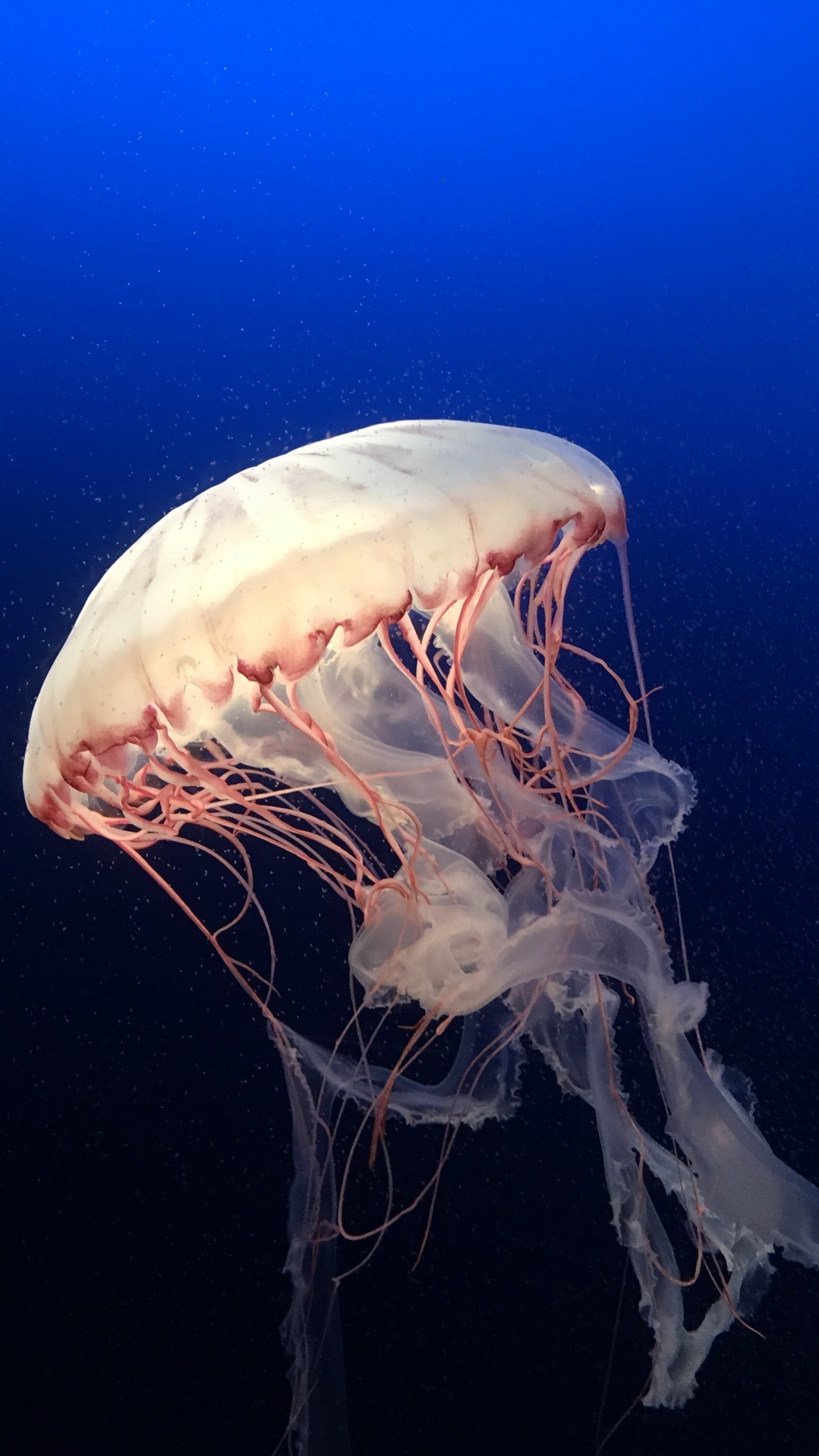 White Jellyfish in Blue Water. Wallpaper in 1440x2560 Resolution