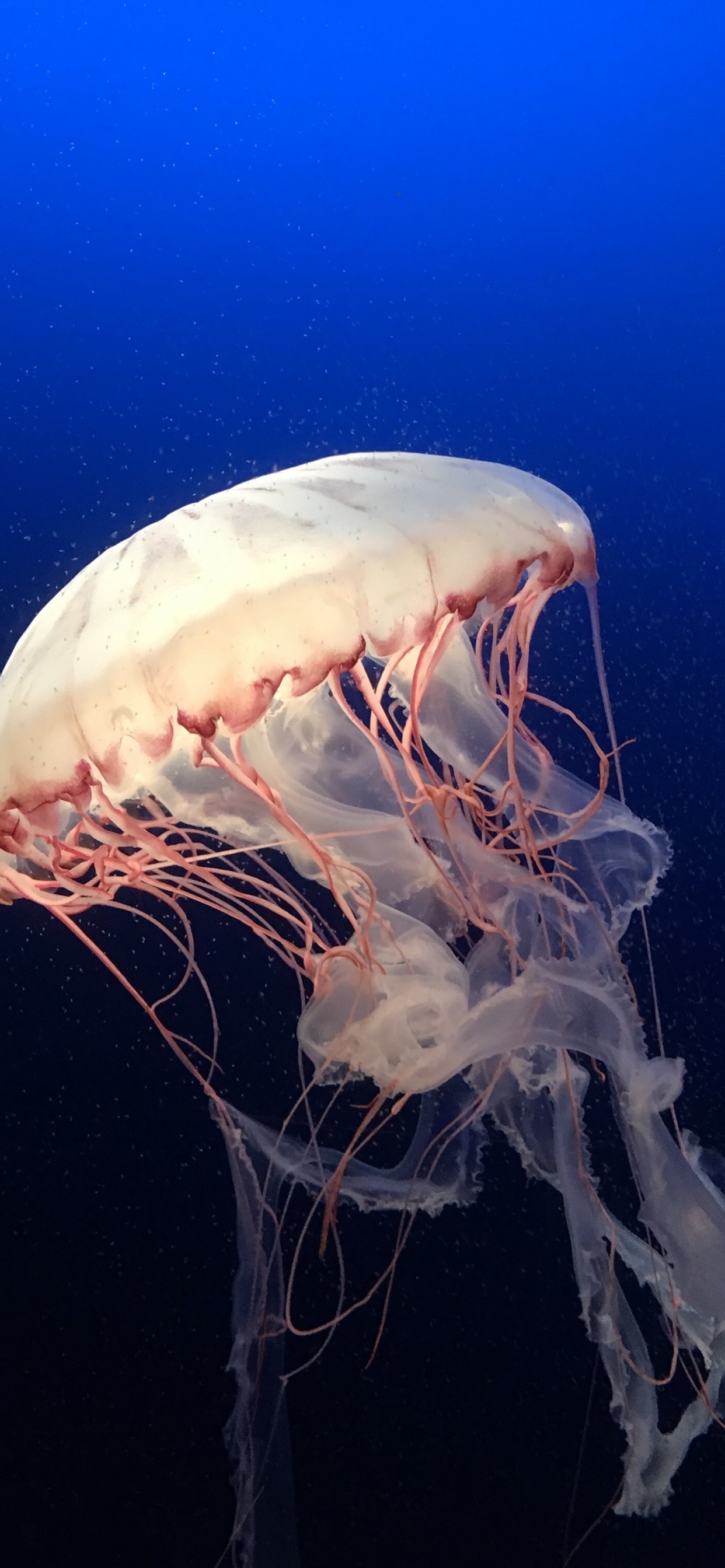 Medusas Blancas en Agua Azul. Wallpaper in 1242x2688 Resolution