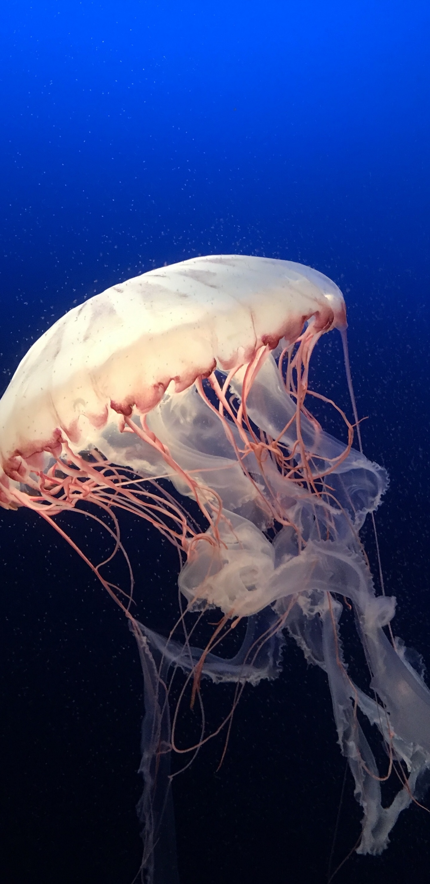 Medusas Blancas en Agua Azul. Wallpaper in 1440x2960 Resolution