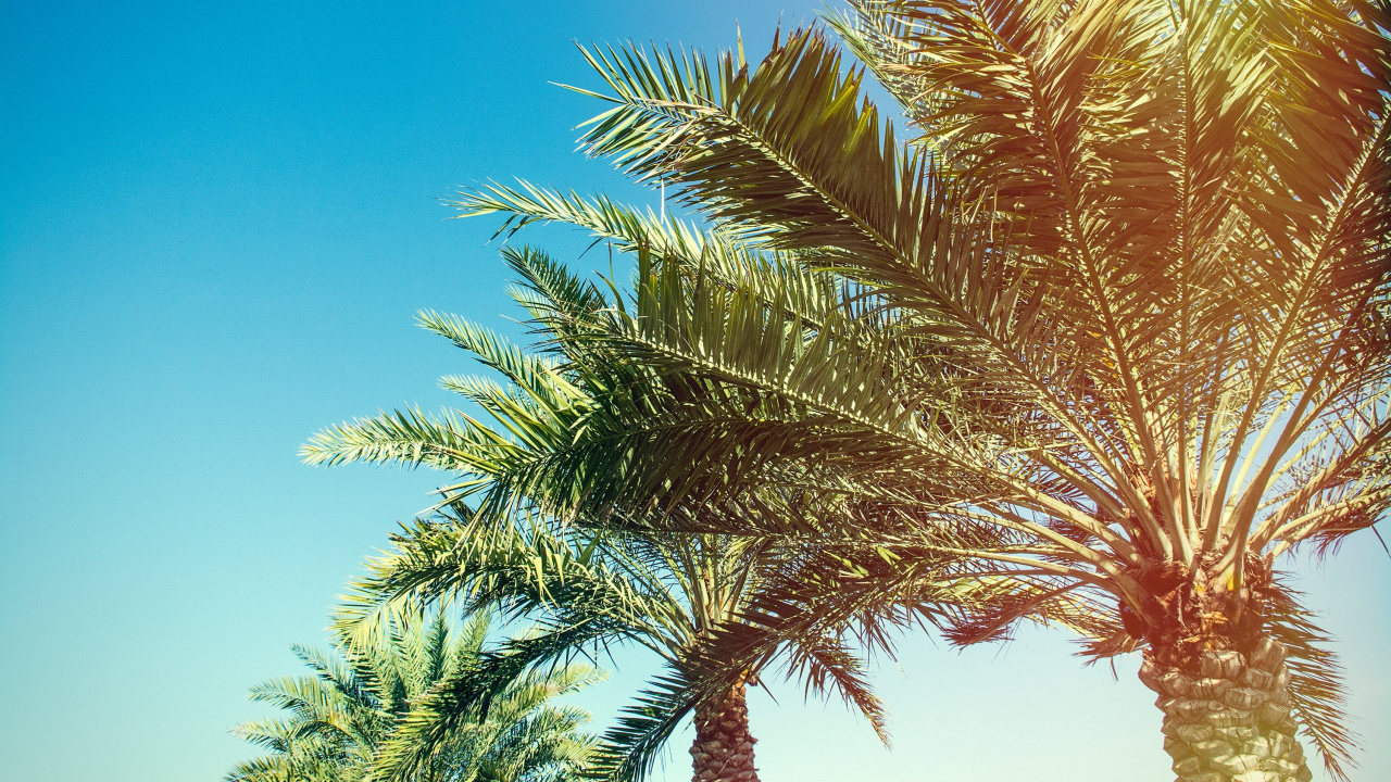 Palmera Verde Bajo un Cielo Azul Durante el Día. Wallpaper in 1280x720 Resolution