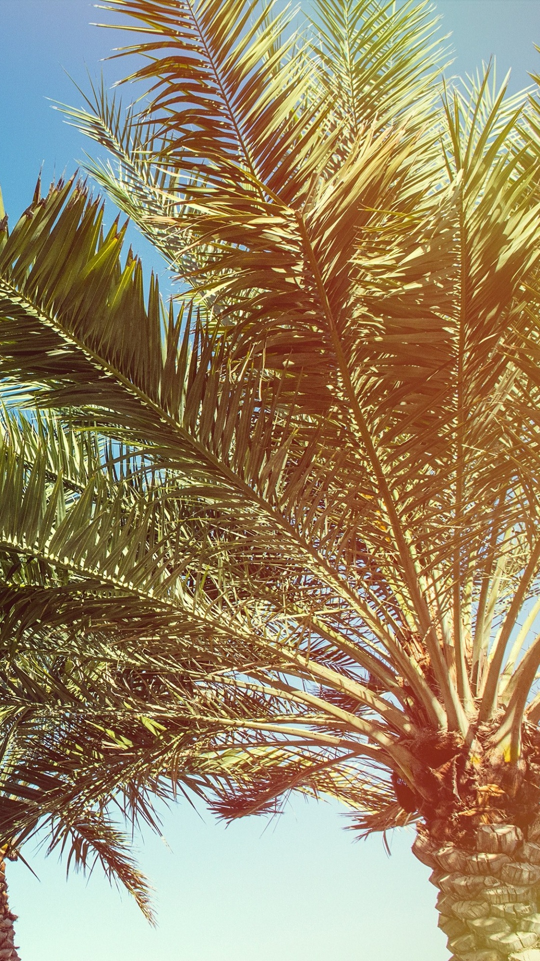 Green Palm Tree Under Blue Sky During Daytime. Wallpaper in 1080x1920 Resolution