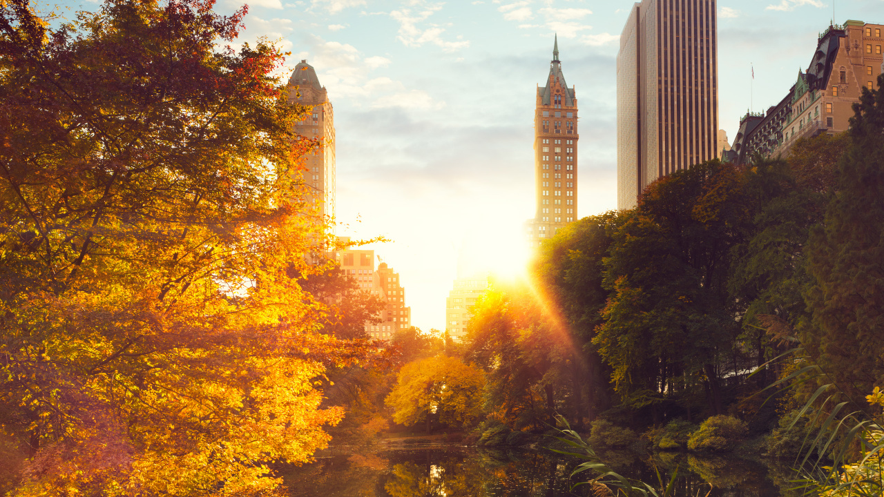 Green Trees and High Rise Buildings During Daytime. Wallpaper in 1280x720 Resolution