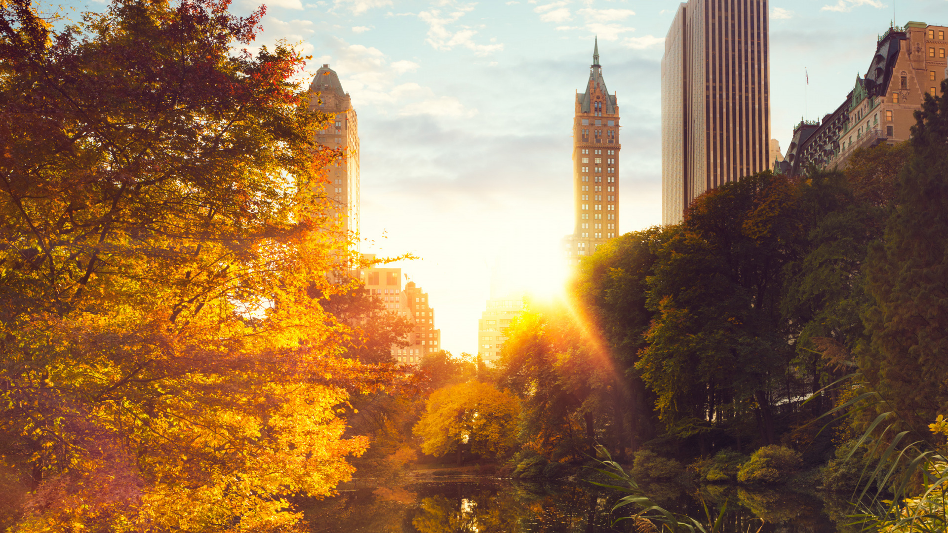 Green Trees and High Rise Buildings During Daytime. Wallpaper in 1920x1080 Resolution