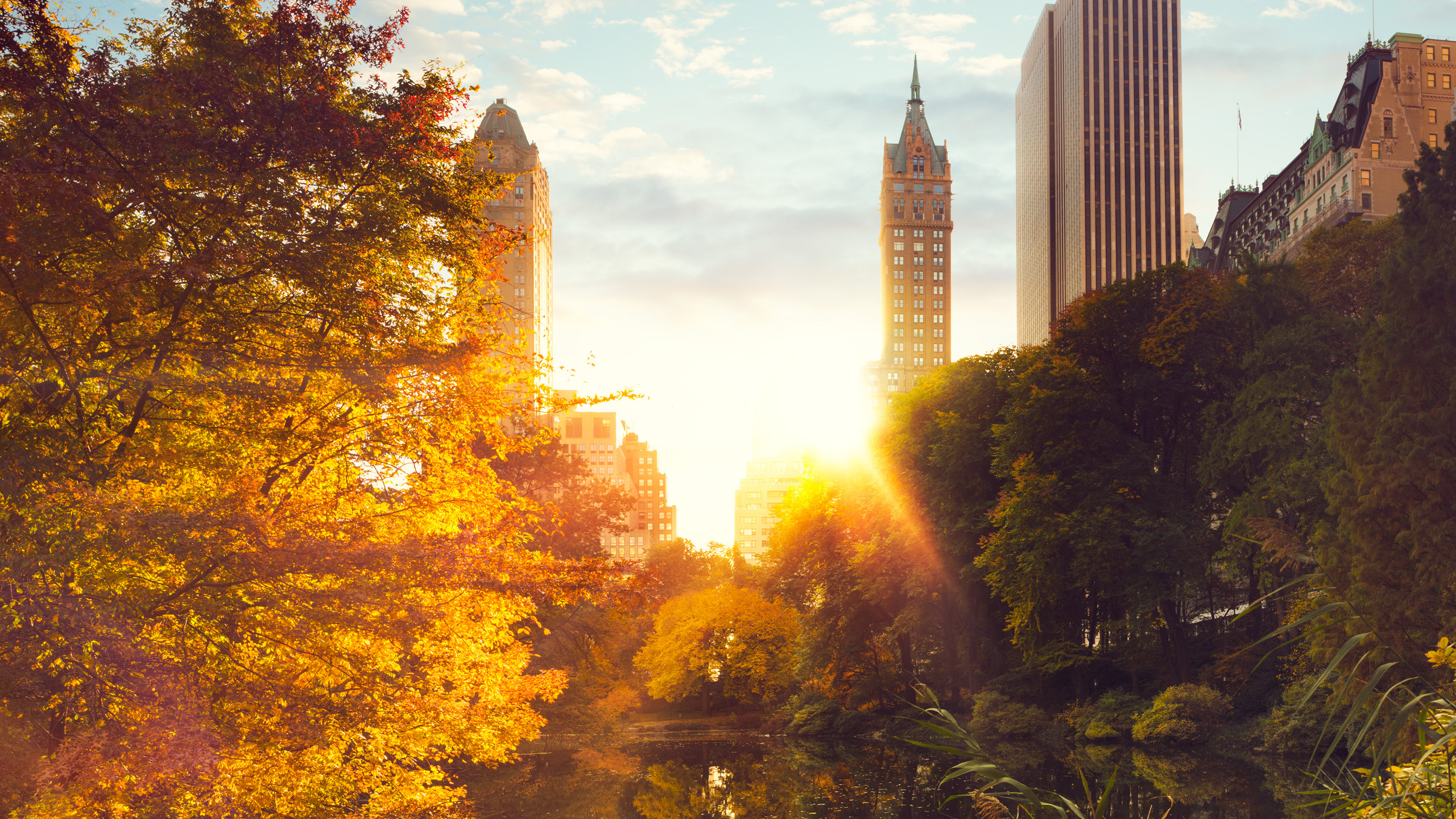 Green Trees and High Rise Buildings During Daytime. Wallpaper in 2560x1440 Resolution