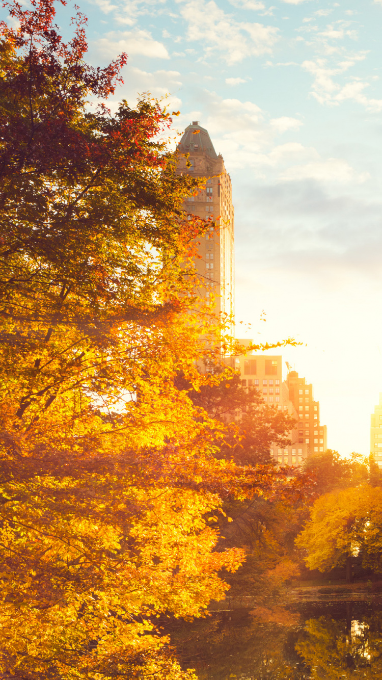 Green Trees and High Rise Buildings During Daytime. Wallpaper in 750x1334 Resolution