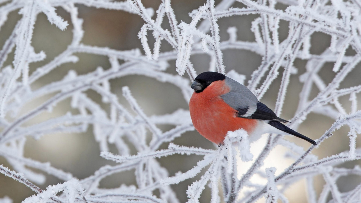 Orangefarbener Und Schwarzer Vogel Auf Weißem Ast, Der Tagsüber Mit Schnee Bedeckt Ist. Wallpaper in 1366x768 Resolution