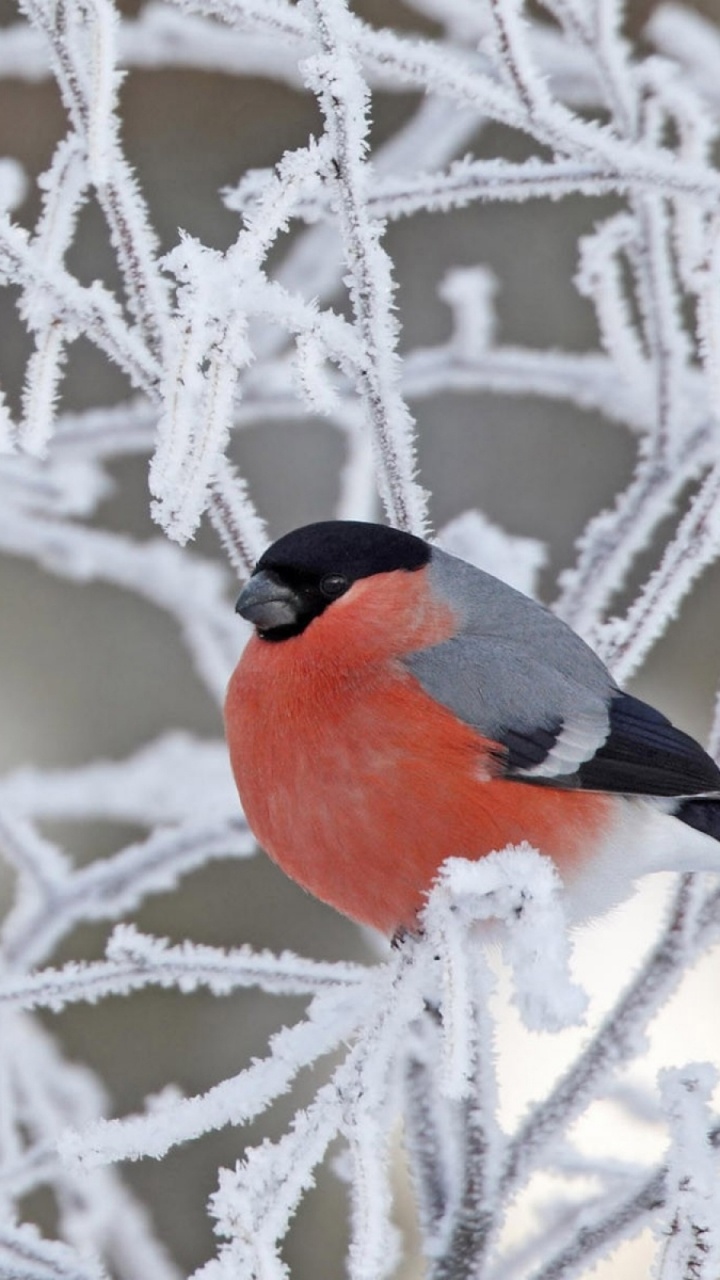 Download 720x1280 Wallpaper Orange and Black Bird on White Tree Branch Covered With Snow During Daytime Orange and Black Bird on White Tree Branch Covered With Snow During Daytime. Wallpaper in 720x1280 Resolution