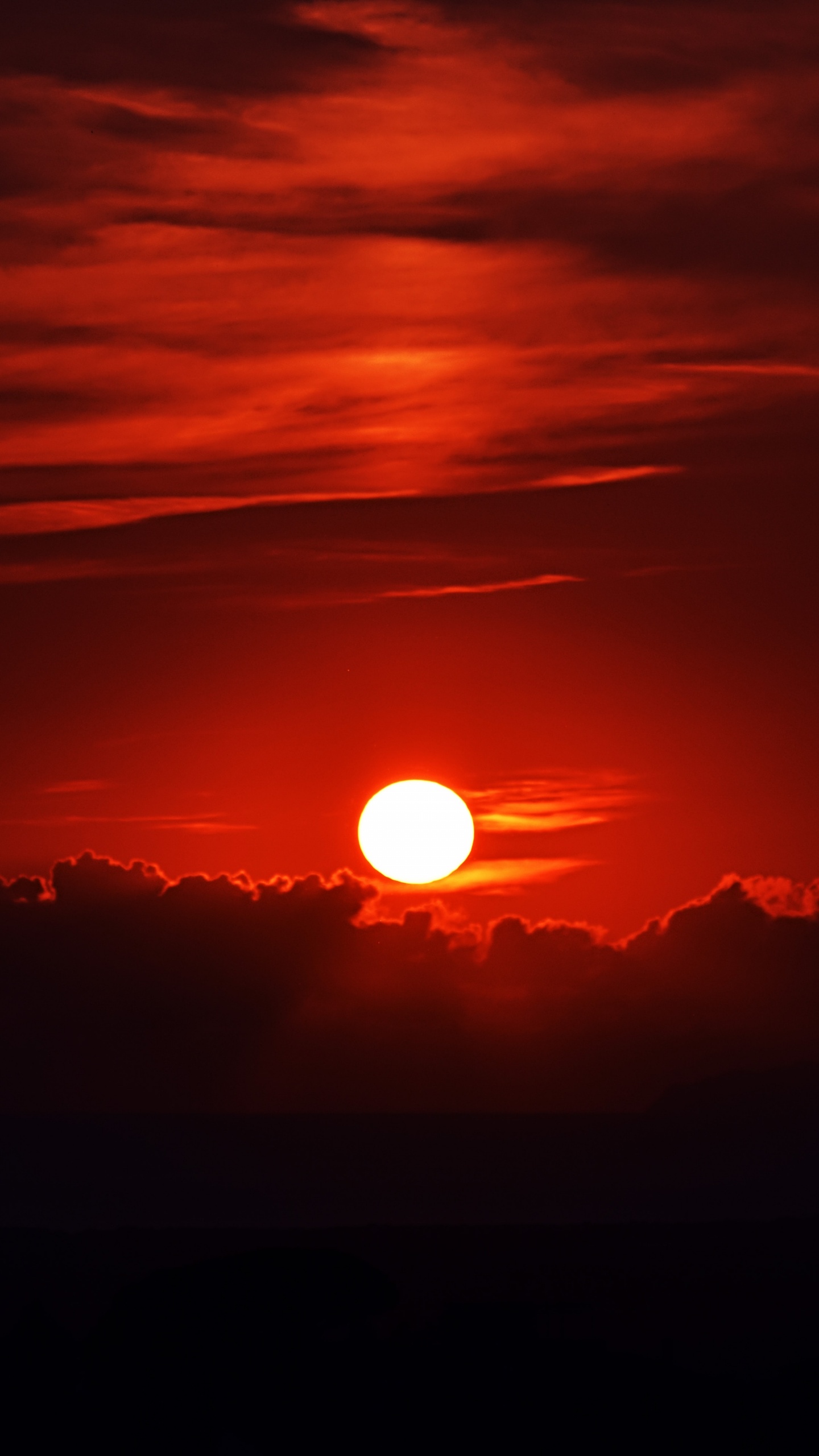 Silhouette of Trees During Sunset. Wallpaper in 1440x2560 Resolution