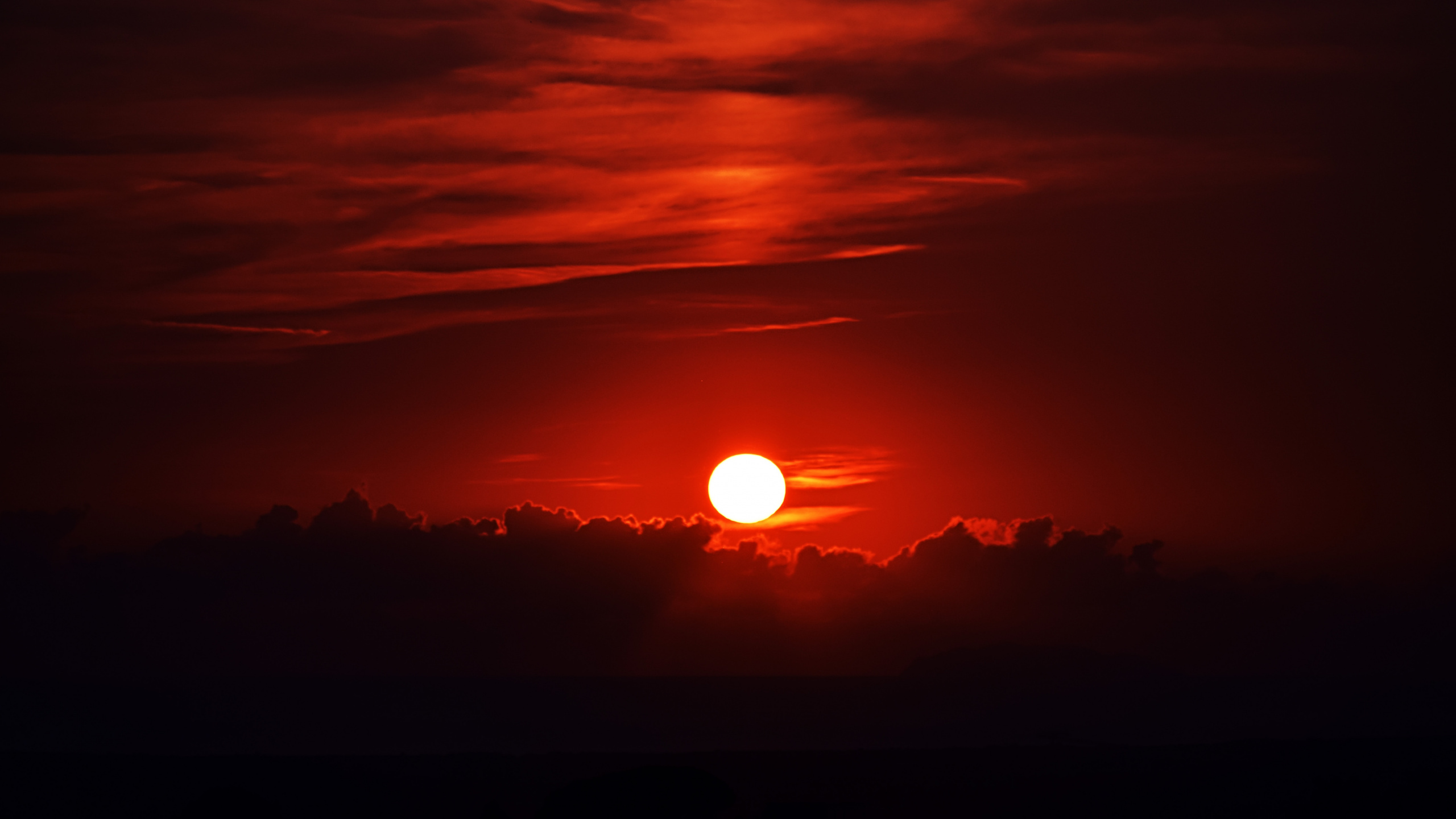 Silhouette of Trees During Sunset. Wallpaper in 2560x1440 Resolution